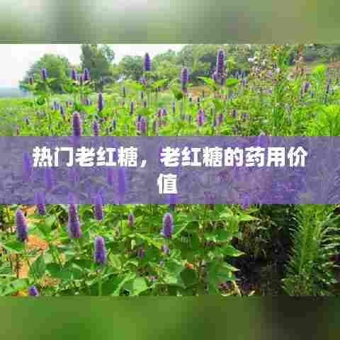 热门老红糖，老红糖的药用价值 