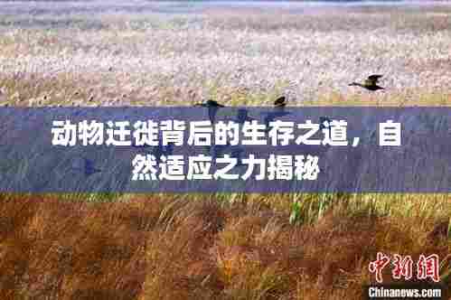 动物迁徙背后的生存之道，自然适应之力揭秘