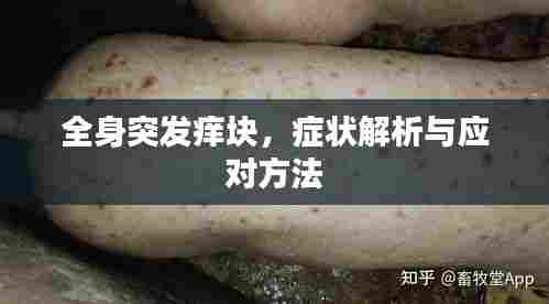 全身突发痒块，症状解析与应对方法