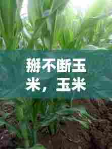 掰不断玉米，玉米丫掰好还是不掰好 