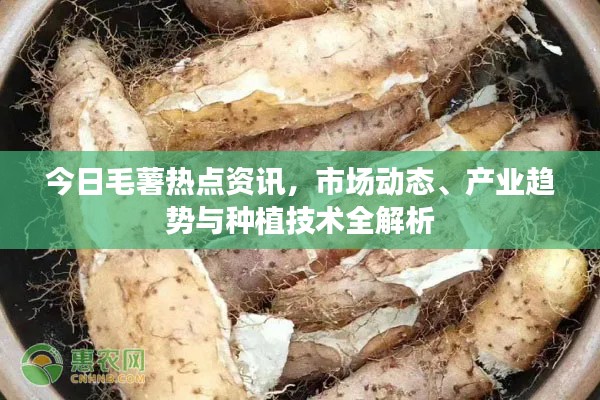 今日毛薯热点资讯，市场动态、产业趋势与种植技术全解析