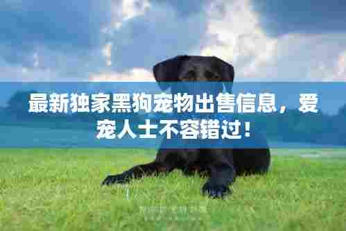 最新独家黑狗宠物出售信息，爱宠人士不容错过！