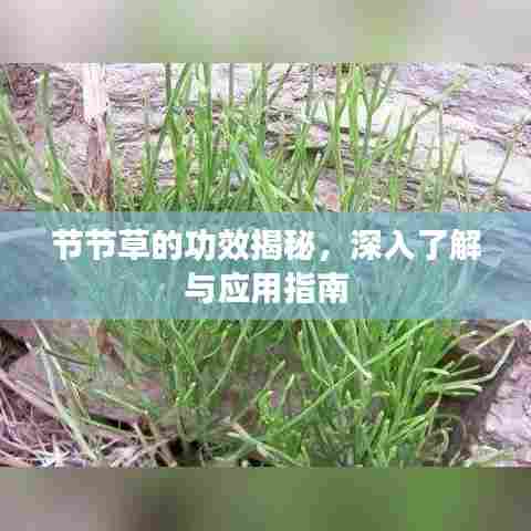 小家碧玉 第6页