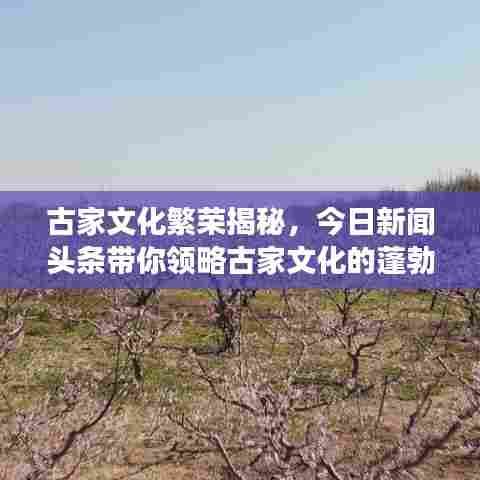 古家文化繁荣揭秘，今日新闻头条带你领略古家文化的蓬勃发展