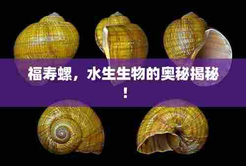 福寿螺，水生生物的奥秘揭秘！