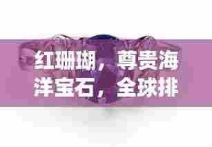 红珊瑚，尊贵海洋宝石，全球排名显赫