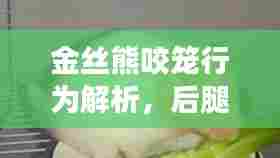金丝熊咬笼行为解析，后腿动作背后的深层需求与秘密