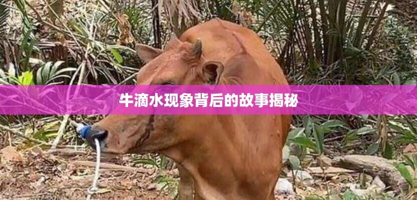 牛滴水现象背后的故事揭秘