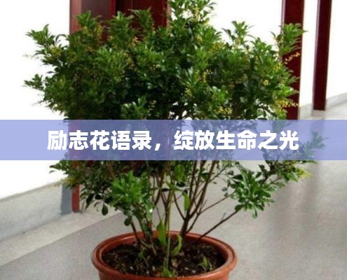 励志花语录，绽放生命之光